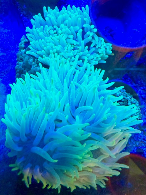 Macrodactyla doreensis Korkenzieher-Anemone Ultra bright / blue - WYSIWYG 21