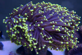 Euphyllia glabrescens yellow tip