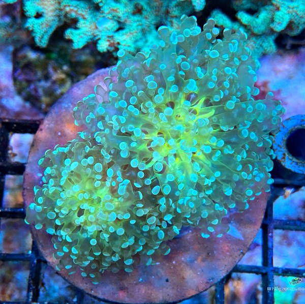 Euphyllia paradivisa Green Color