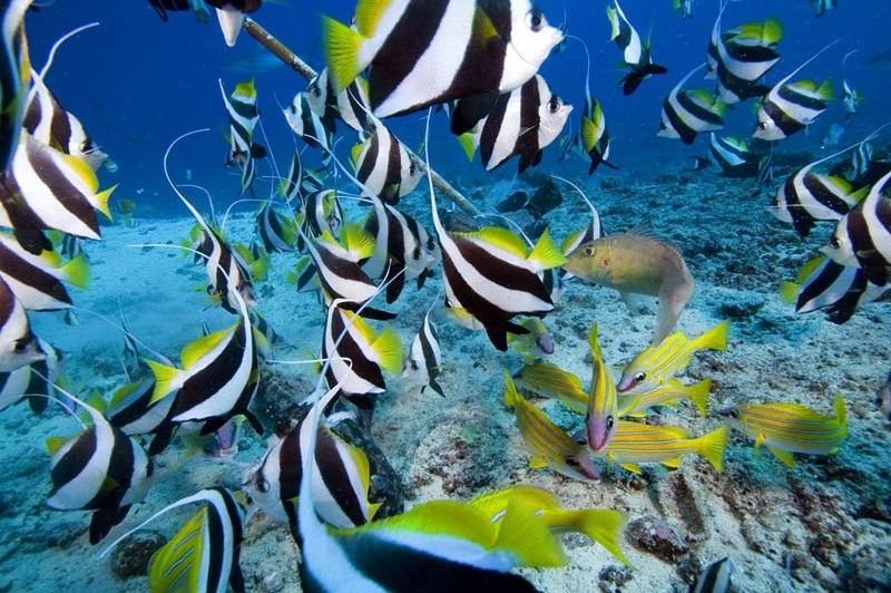 Heniochus acuminatus  Schwarm-Wimpelfisch
