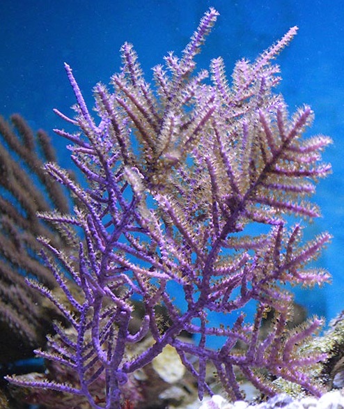 Muriceopsis flavida Karibische Flachwasser Gorgonie