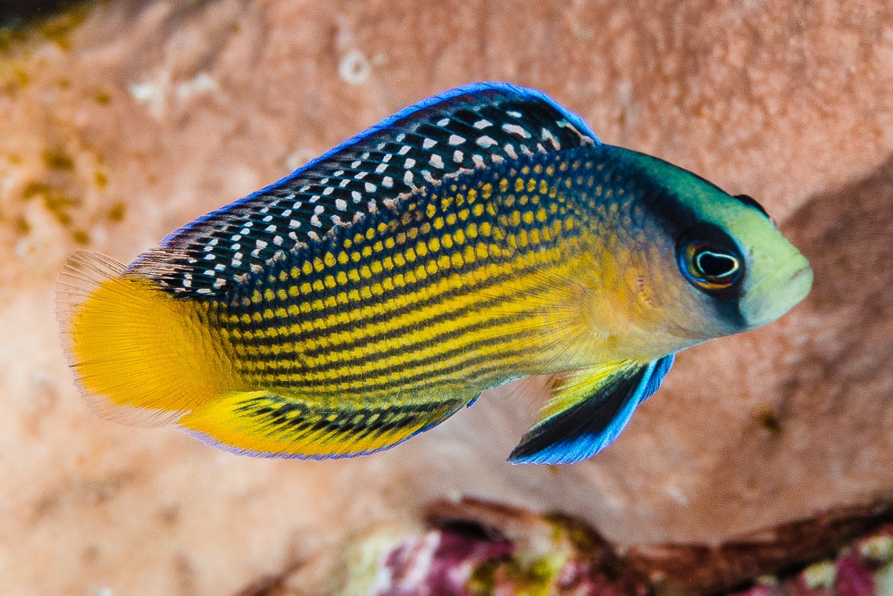Manonichthys splendens Pracht-Zwergbarsch 