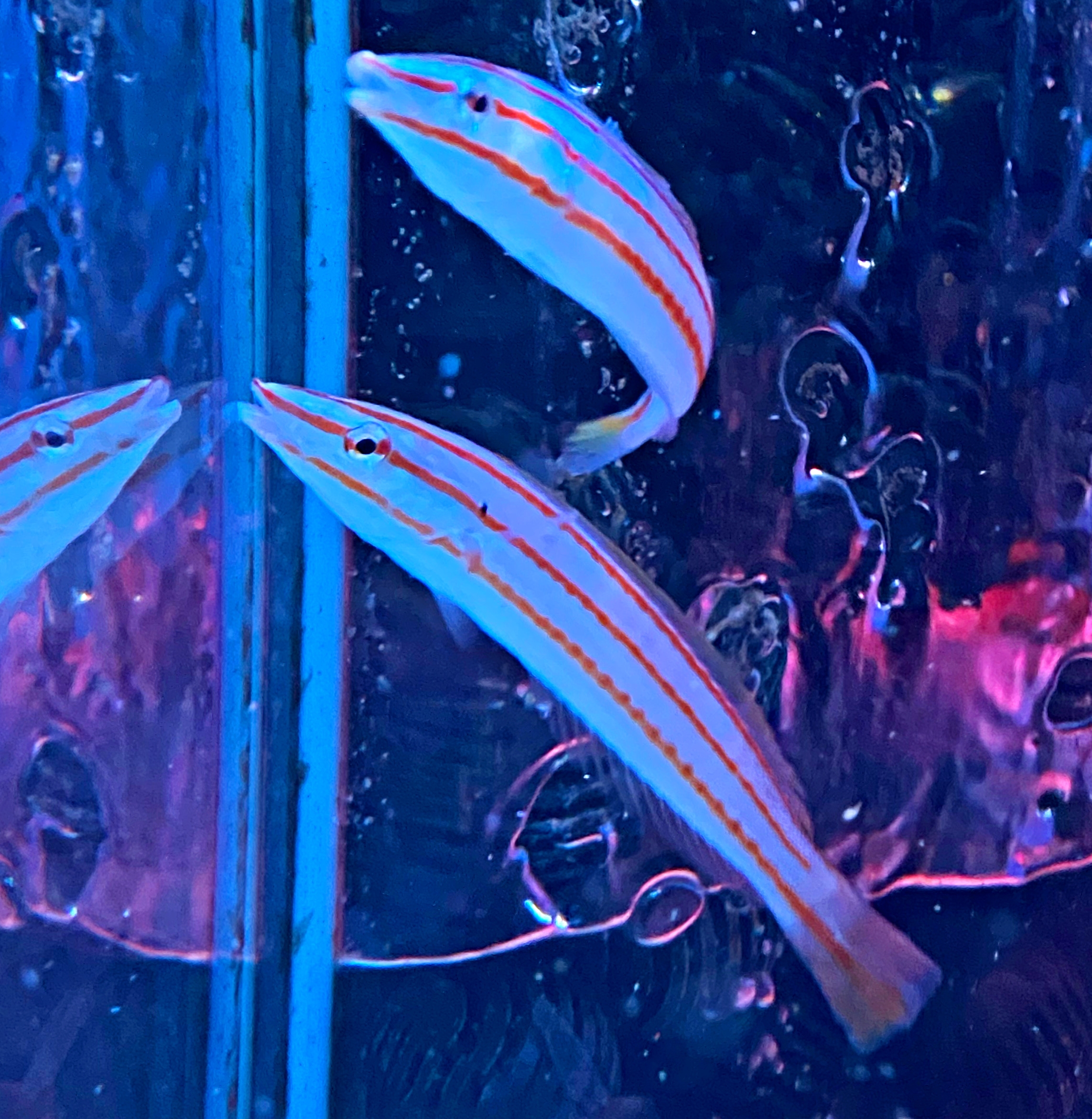 Hologymnosus doliatus Weissbauch-Hechtlippfisch-M