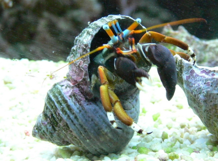 Einsiedlerkrebs Calicinus spec.