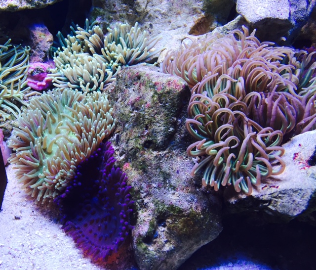 Macrodactyla doreensis Korkenzieher-Anemone  Color M