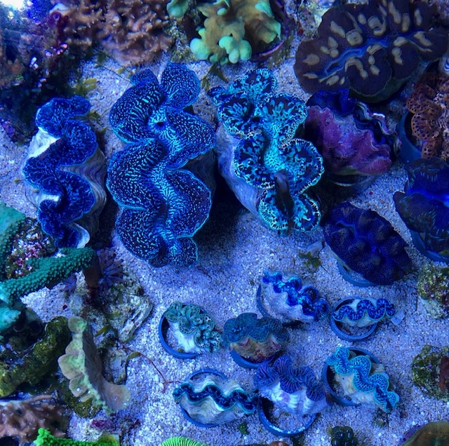 Muschel Tridacna maxima ultra Größe M 
