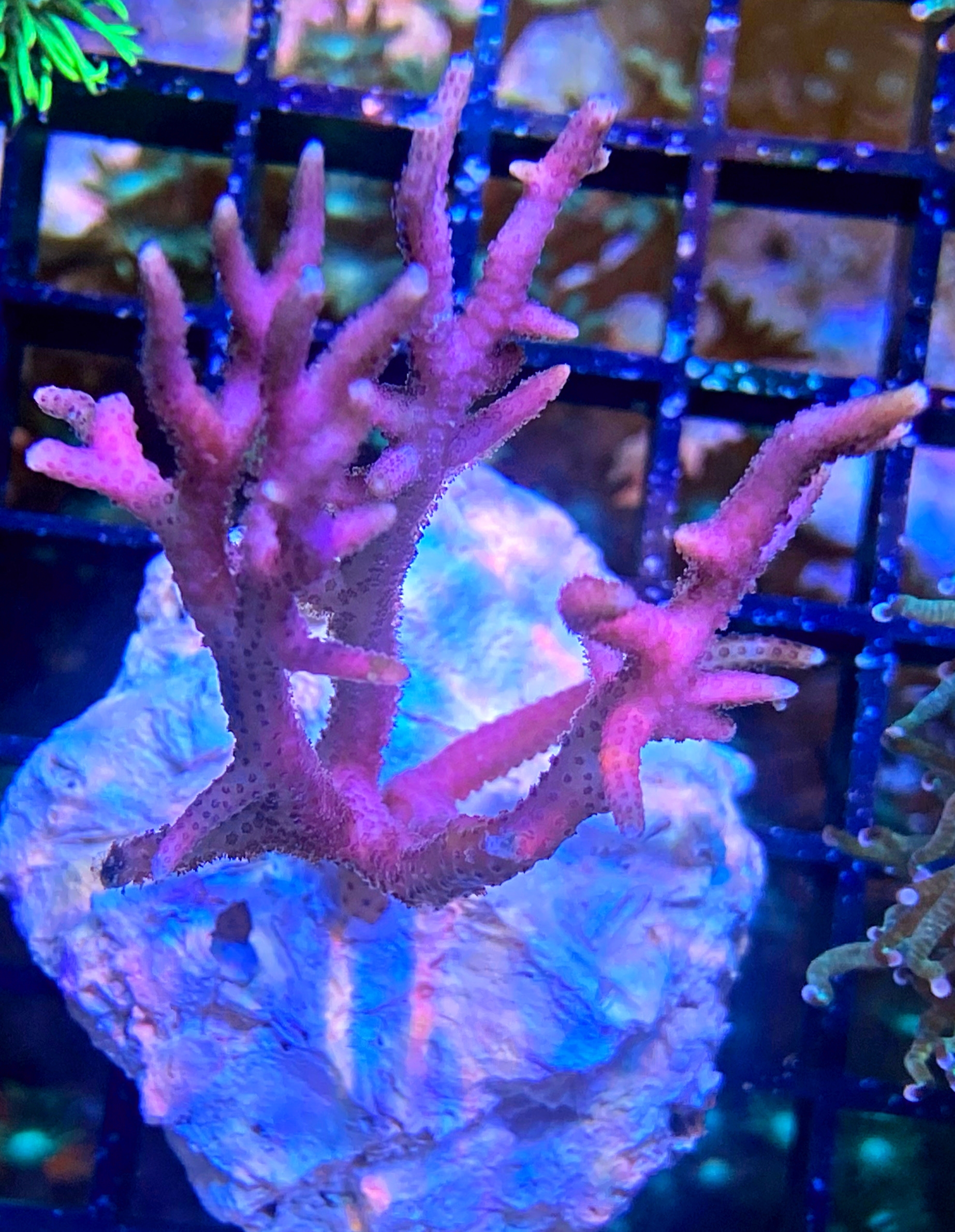 Seriatopora hystrix Stachelbuschkoralle - pink