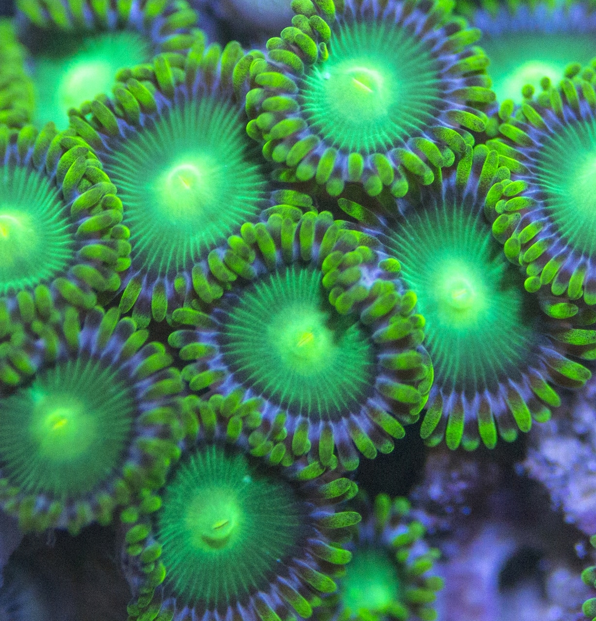 Zoanthus Green floweing Rose  Krustenanemone  