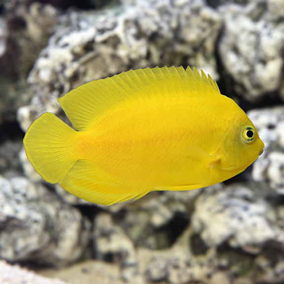 Centropyge heraldi - Heralds Zwergkaiserfisch-S