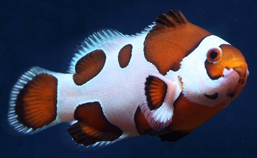 Amphiprion ocellaris mocha storm  Paar NZ