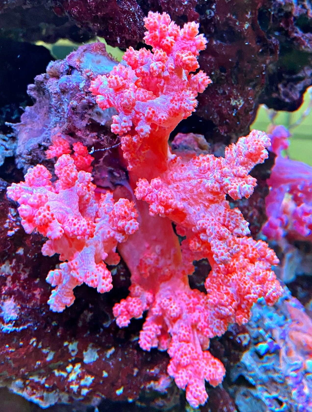 Scleronephthya spec. Rote Weichkoralle - Strawberry Softcoral Zooxanthelle