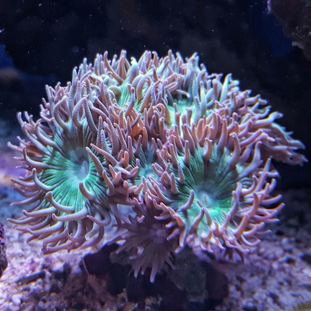Duncanopsammia axifuga - Bartkoralle NZ 