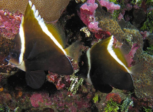 Heniochus varius Schwarzer Wimpelfisch, Seebulle