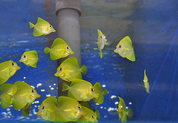Hawaii Doktorfisch Zebrasoma Flavescens Nachzucht M