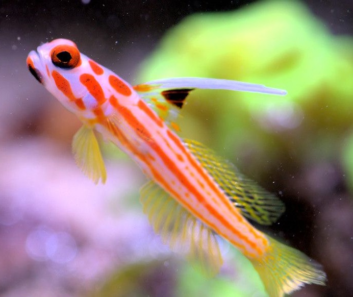 Stonogobiops yasha Yasha Grundel