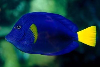 Doktorfisch Zebrasoma xanthurum Rotmeer Doktorfisch M