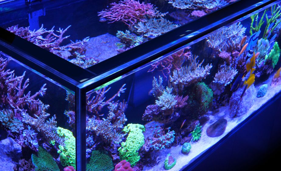 Red Sea REEFER Max Peninsula 700 G3+Neu
