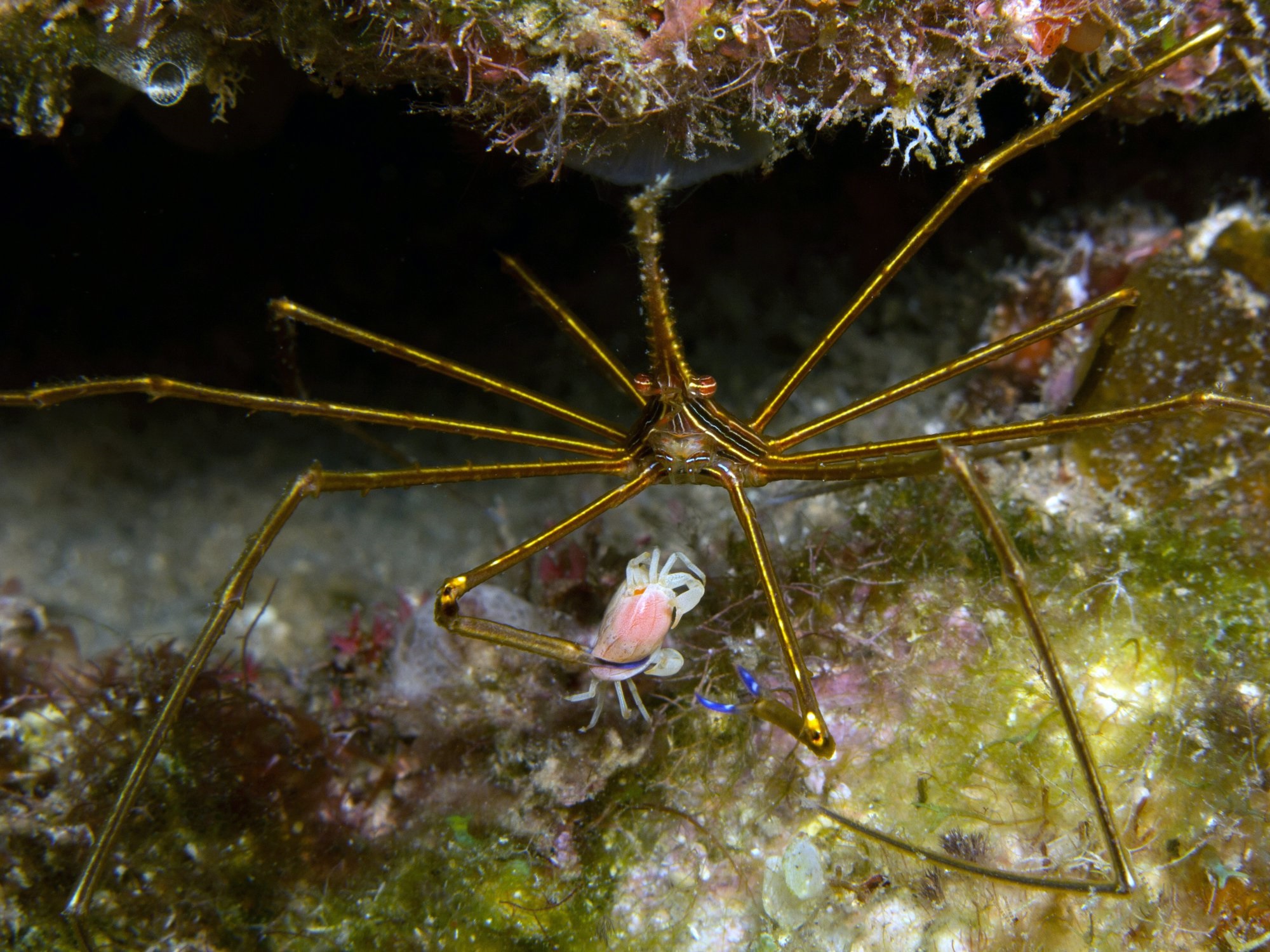 Stenorhynchus seticornis Karibische-Pfeil-Gespensterkrabbe