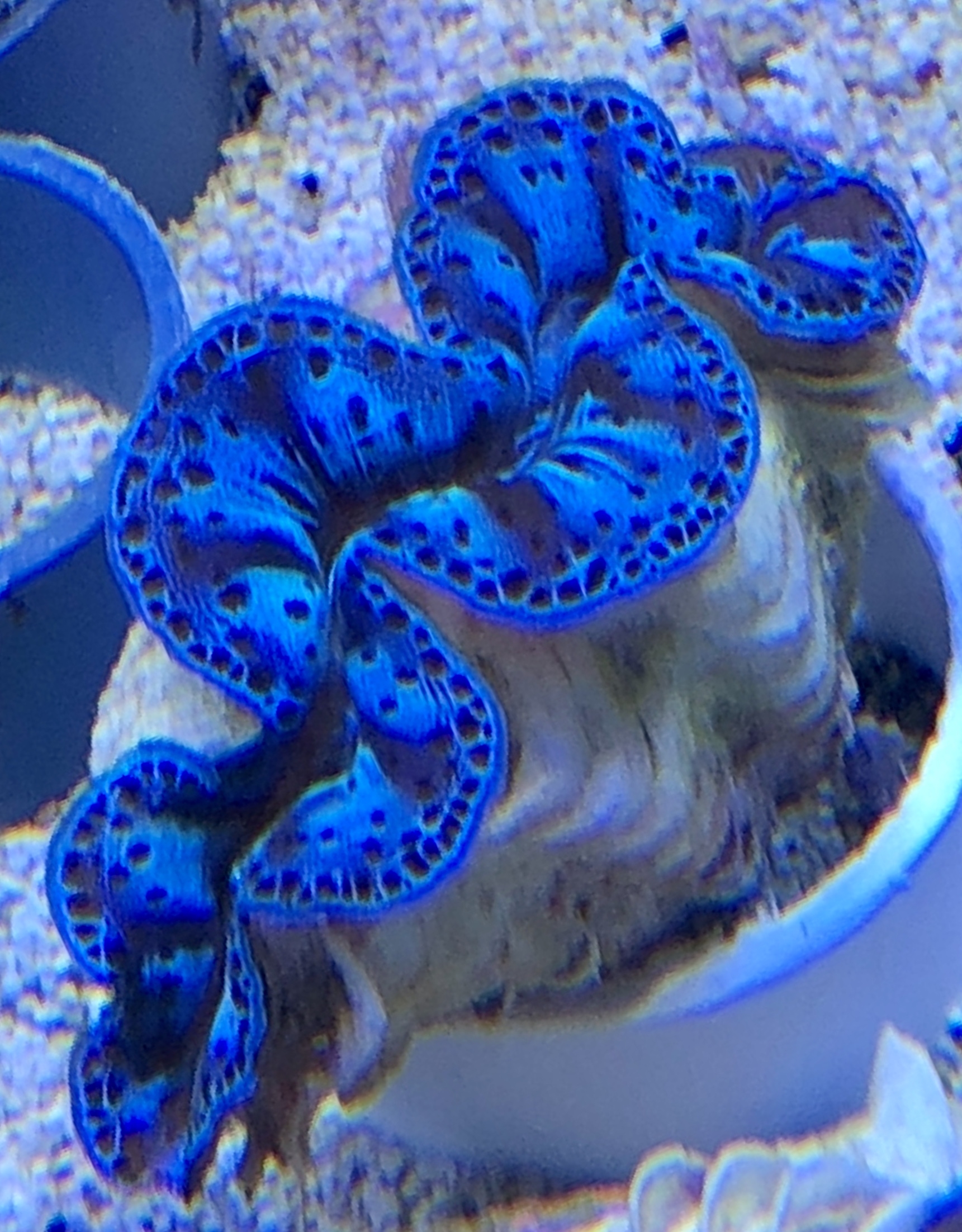 Tridacna maxima ultra Mördermuschel S