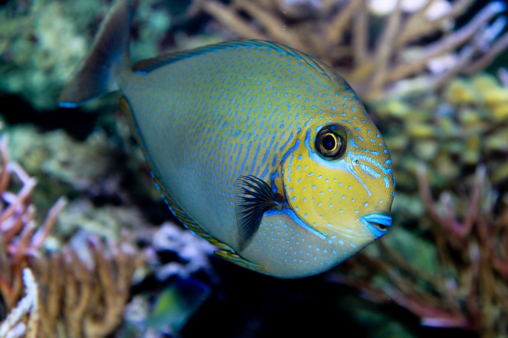Naso vlamingii Masken-Nasendoktorfisch 