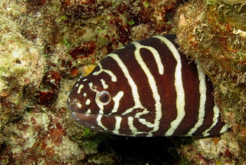 Muräne Gymnomuraena zebra - Zebramuräne L