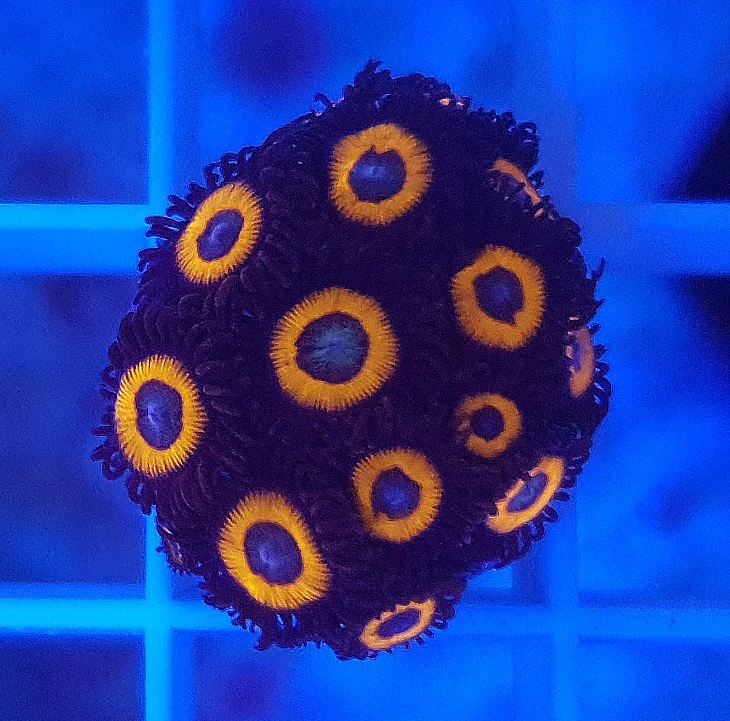 Zoanthus spec. - Krustenanemonen - Jonny C Pumkin