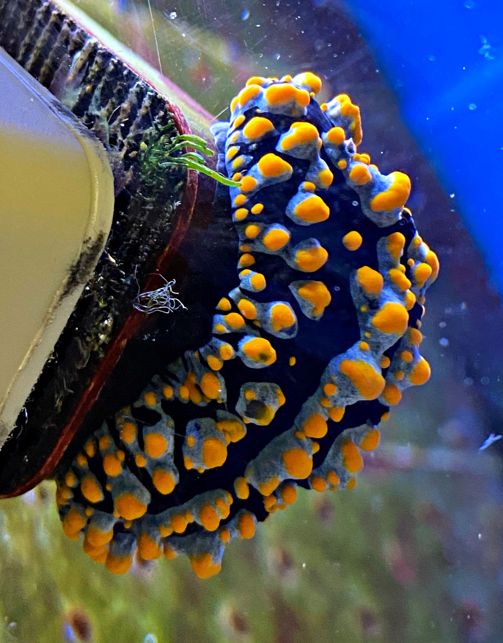 Phyllidiella Nigara Sp. Warzenschnecke