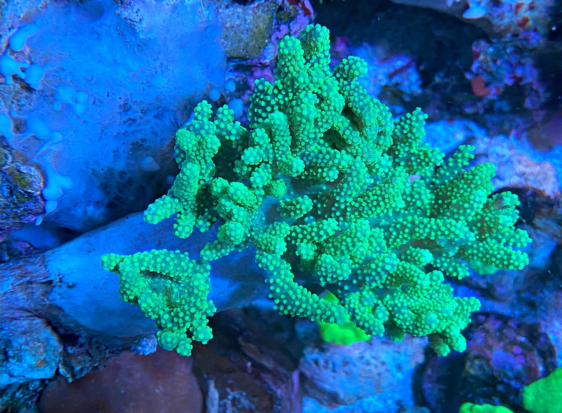 Weichkoralle Sinularia Flexibilis - Ultra green - Australien 