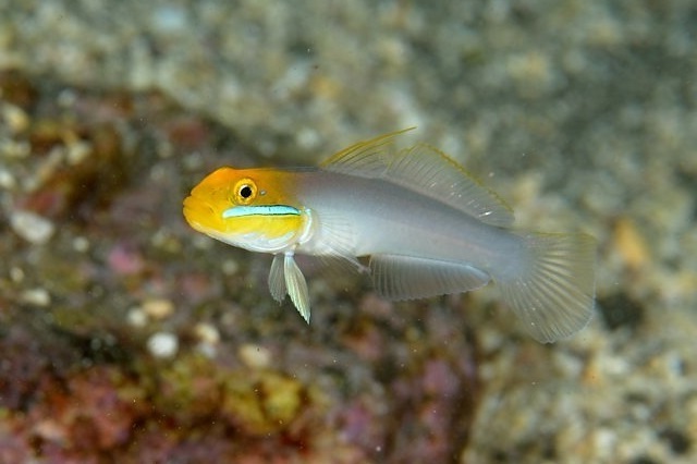  Valenciennea strigata Goldstirn-Schläfergrundel