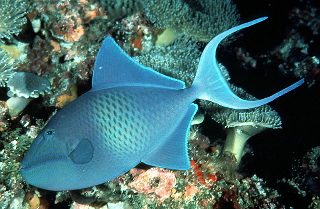 Drückerfisch-Rotzahn Odonus niger M