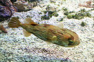 Igelfisch-Langstachel Diodon holocanthus/Histrix