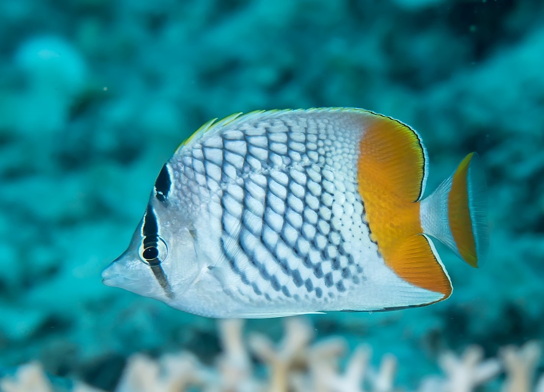 Chaetodon xanthurus Gitter Orangen-Falterfisch M