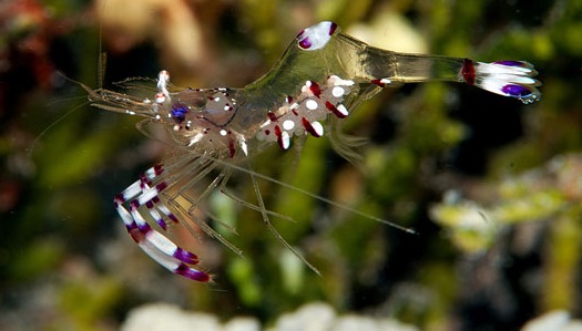 Periclimenes sp. Anemonen-Garnele