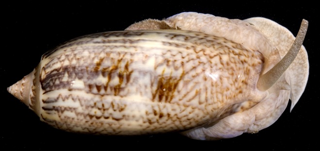 Oliva sp. - Gemeine Olivenschnecke