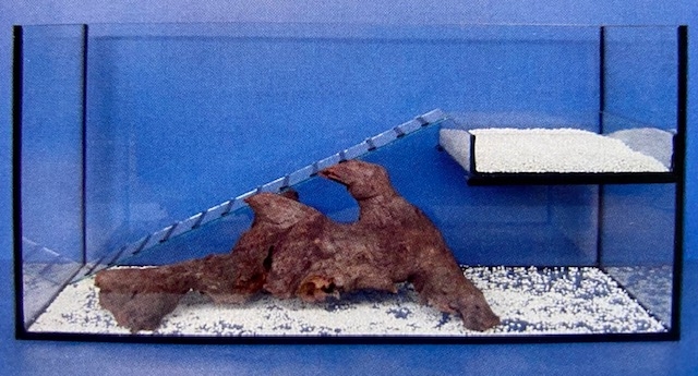 Schildkrötenaquarium