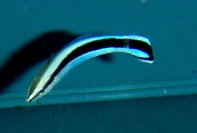 Labroides dimidiatus Gemeiner Putzerfisch