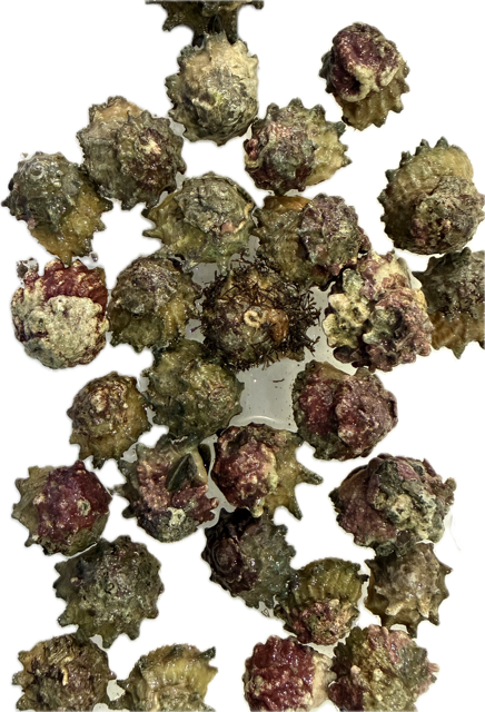Astralium rhodostomum - feinstachlige Sternschnecke  Algenschnecke 