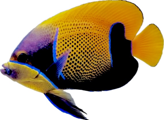 Kaiserfisch Pomacanthus navarchus -M