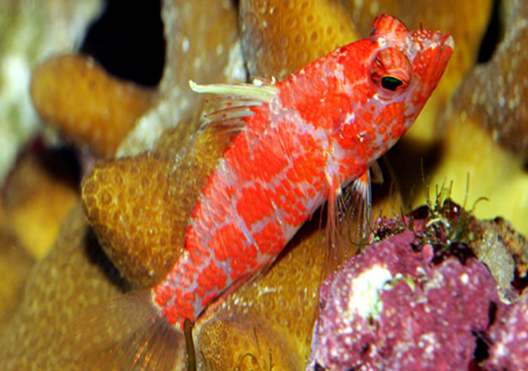 Plectranthias inermis/ Altipinnatus Zwerg Korallenwächter 