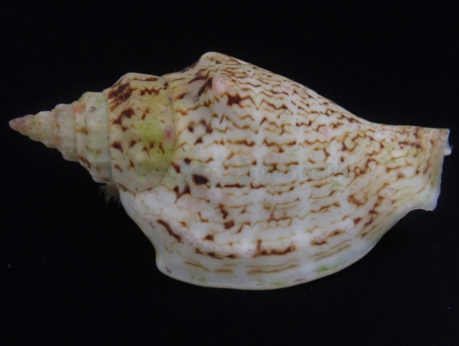 Kegelfechterschnecke: Conomurex /Strombus luhuanus