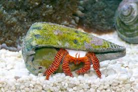 Einsiedlerkrebs - Trizopagurus Strigatus - Ringelsocken Einsiedler