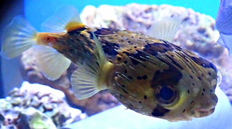 Igelfisch-Langstachel Diodon holocanthus/Histrix