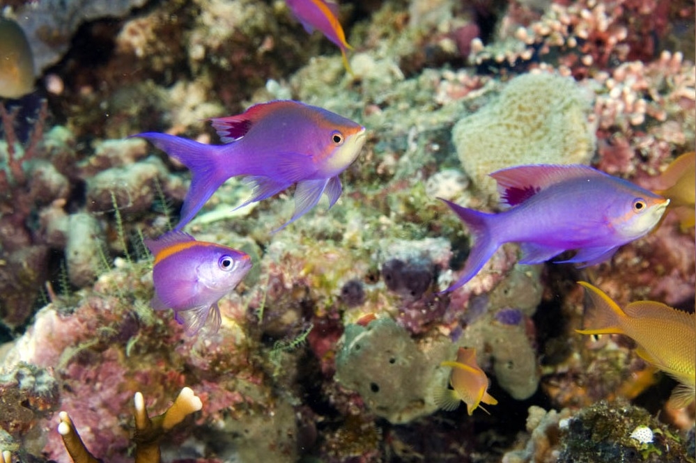 Pseudanthias Tuka Weibchen-Female 