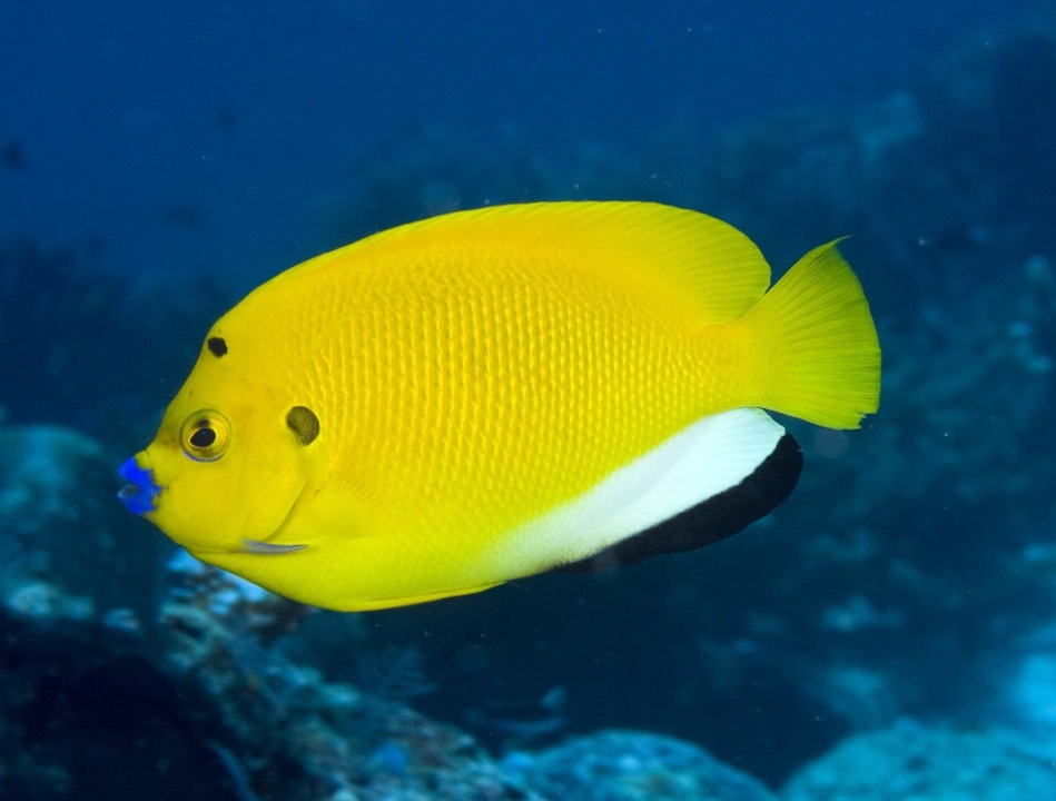 Kaiserfisch Apolemichthys trimaculatus M