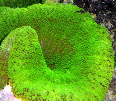 Stichodactyla haddoni Teppichanemone Color Geen /Türkis L