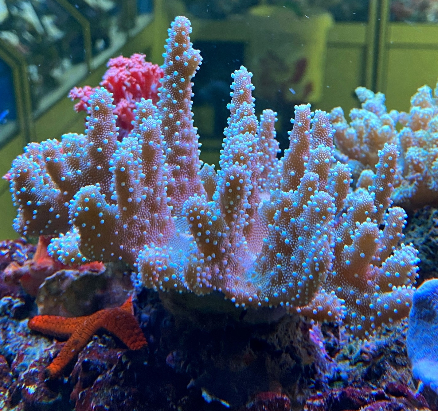 Fingerlederkoralle Lobophytum pauciflorum