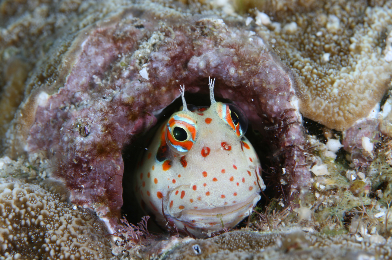 Istiblennius Blenniella chrysospilos Rotpunkt-Schleimfisch