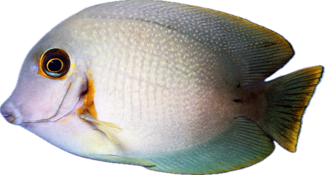 Acanthurus pyroferus - Schokoladen Doktorfisch-L