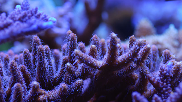 SPS Korallen kaufen im Meerwasseraquarium Onlineshop riffgrotte.business