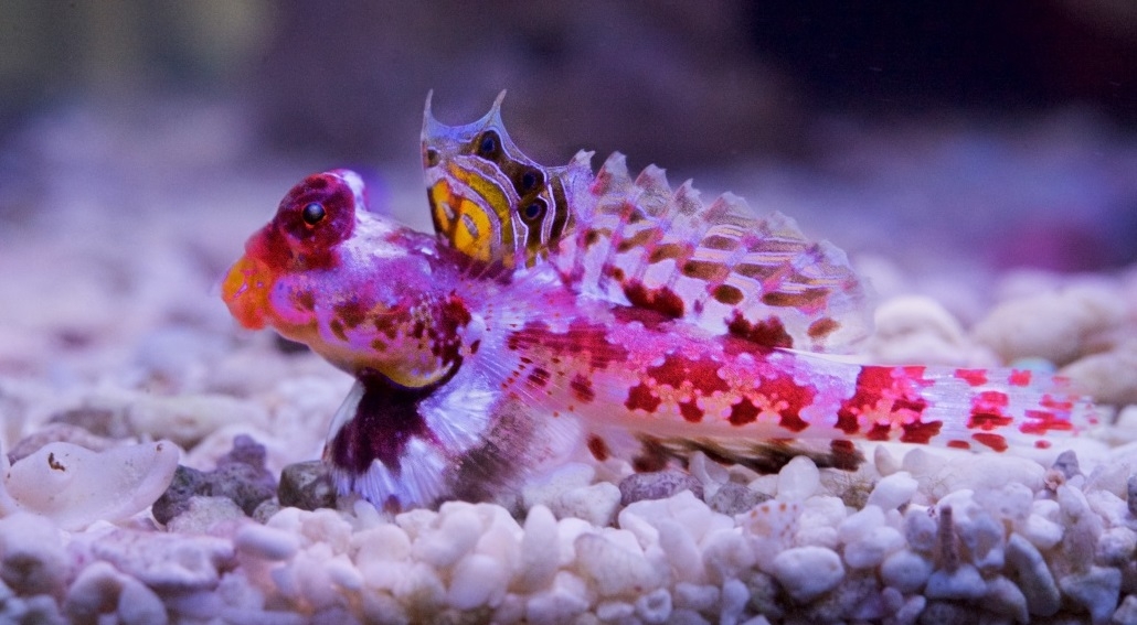 Mandarinfisch-Stern Synchiropus stellatus  